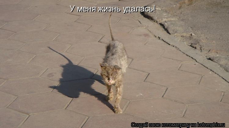 Котоматрица: У меня жизнь удалась!