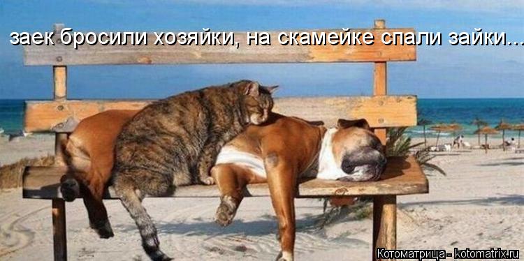Котоматрица: заек бросили хозяйки, на скамейке спали зайки...
