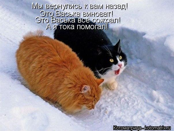 Котоматрица: Мы вернулись к вам назад! Это Васька всё сожрал! Это Васька виноват! А я тока помогал!