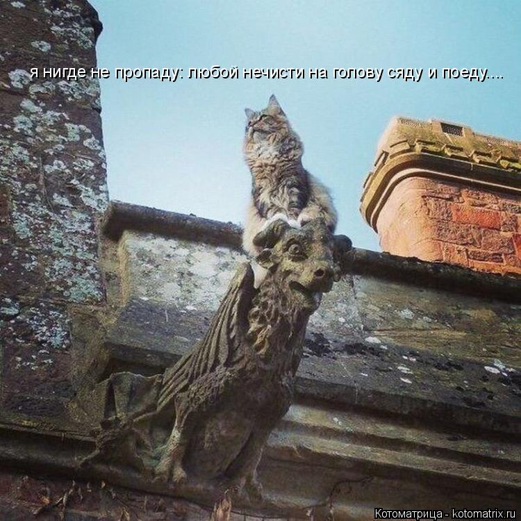 Котоматрица: я нигде не пропаду: любой нечисти на голову сяду и поеду....