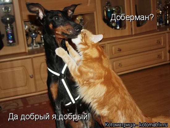 Доберман? Да добрый я,добрый!... Котоматрица: Доберман? Да добрый я,добрый!