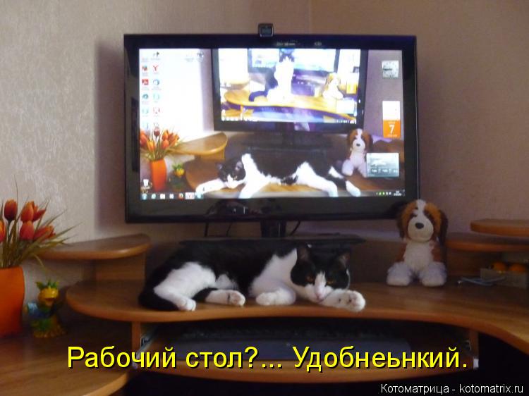 Котоматрица: Рабочий стол?... Рабочий стол?... Удобнеьнкий.