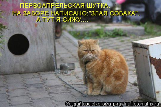 Котоматрица: ПЕРВОАПРЕЛЬСКАЯ ШУТКА. НА ЗАБОРЕ НАПИСАНО:"ЗЛАЯ СОБАКА". А ТУТ Я СИЖУ....