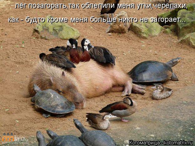 Котоматрица: лёг позагорать,так облепили меня утки,черепахи, как - будто кроме меня больше никто не загорает...