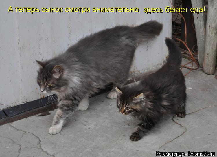 Котоматрица: А теперь сынок смотри внимательно, здесь бегает еда!