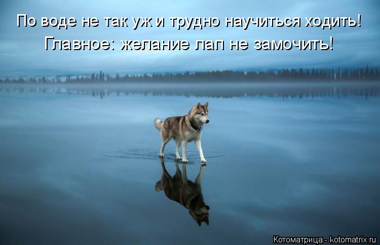 Котоматрица: По воде не так уж и трудно научиться ходить! Главное: желание лап не замочить!