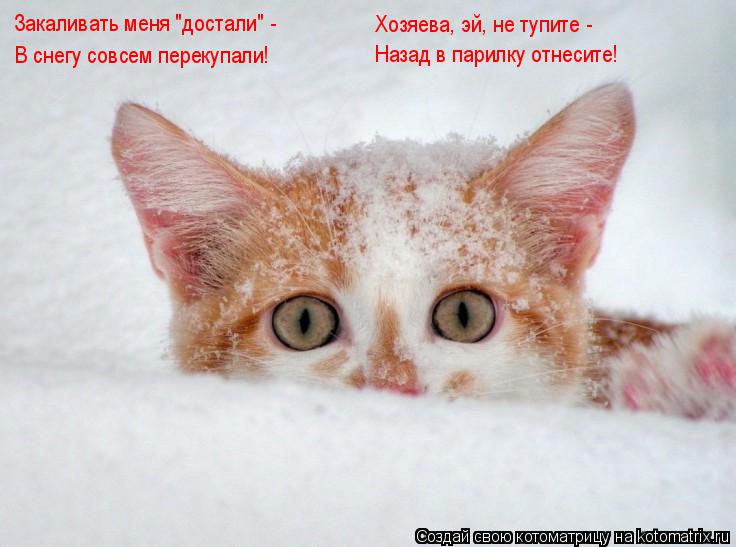 Котоматрица: Закаливать меня "достали" -  В снегу совсем перекупали! Хозяева, эй, не тупите - Назад в парилку отнесите!