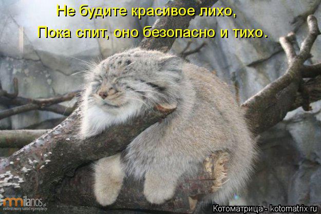 Котоматрица: Не будите красивое лихо, Пока спит, оно безопасно и тихо.