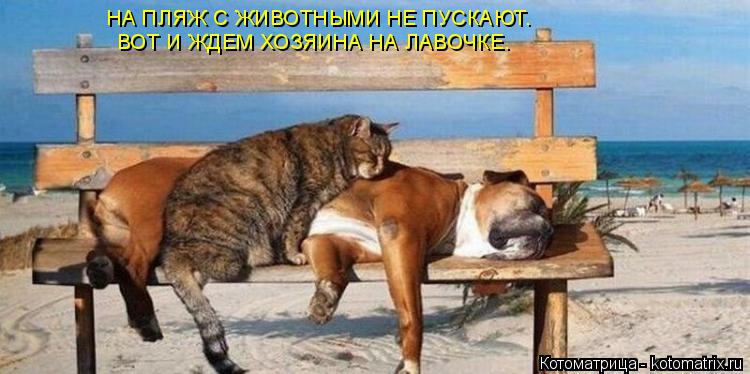 Котоматрица: НА ПЛЯЖ С ЖИВОТНЫМИ НЕ ПУСКАЮТ. ВОТ И ЖДЕМ ХОЗЯИНА НА ЛАВОЧКЕ.