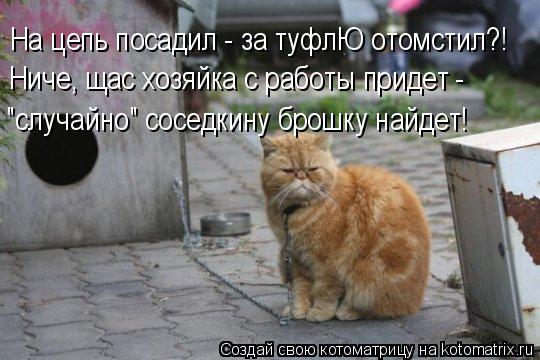 Котоматрица: На цепь посадил - за туфлЮ отомстил?! Ниче, щас хозяйка с работы придет - "случайно" соседкину брошку найдет!