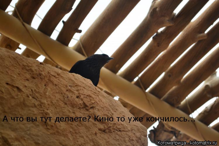 Котоматрица: А что вы тут делаете? Кино то уже кончилось...
