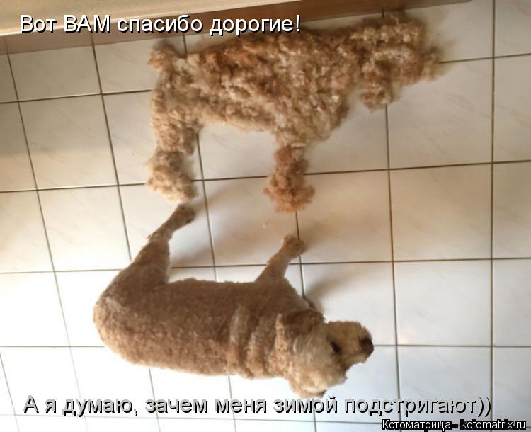 Котоматрица: Вот ВАМ спасибо дорогие! А я думаю, зачем меня зимой подстригают))