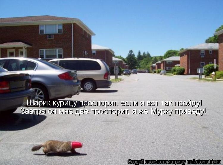 Котоматрица: Шарик курицу проспорит, если я вот так пройду! Завтра он мне две проспорит, я же Мурку приведу!