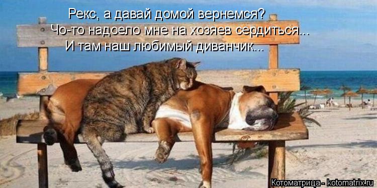 Котоматрица: Рекс, а давай домой вернемся? Чо-то надоело мне на хозяев сердиться... И там наш любимый диванчик...