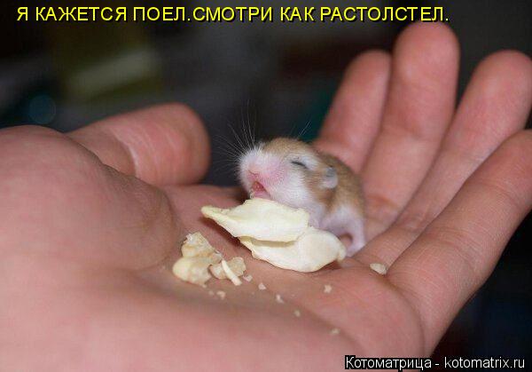 Котоматрица: Я КАЖЕТСЯ ПОЕЛ.СМОТРИ КАК РАСТОЛСТЕЛ.