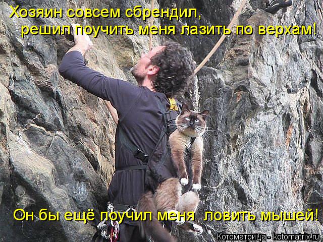 Котоматрица: Хозяин совсем сбрендил,   решил поучить меня лазить по верхам! Он бы ещё поучил меня  ловить мышей!