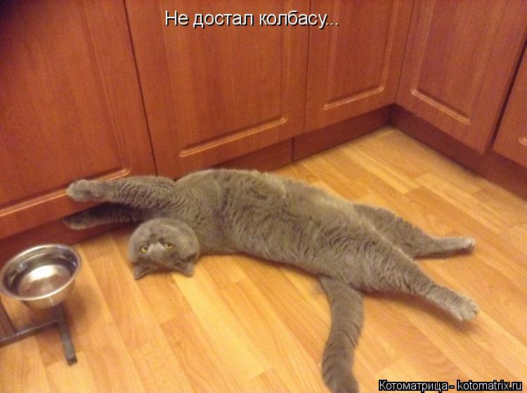 Котоматрица: Не достал колбасу...