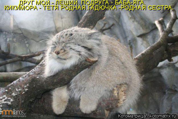Котоматрица: ДРУГ МОЙ - ЛЕШИЙ. ПОДРУГА - БАБА-ЯГА. КИКИМОРА - ТЕТЯ РОДНАЯ.ГАДЮЧКА -РОДНАЯ СЕСТРА.