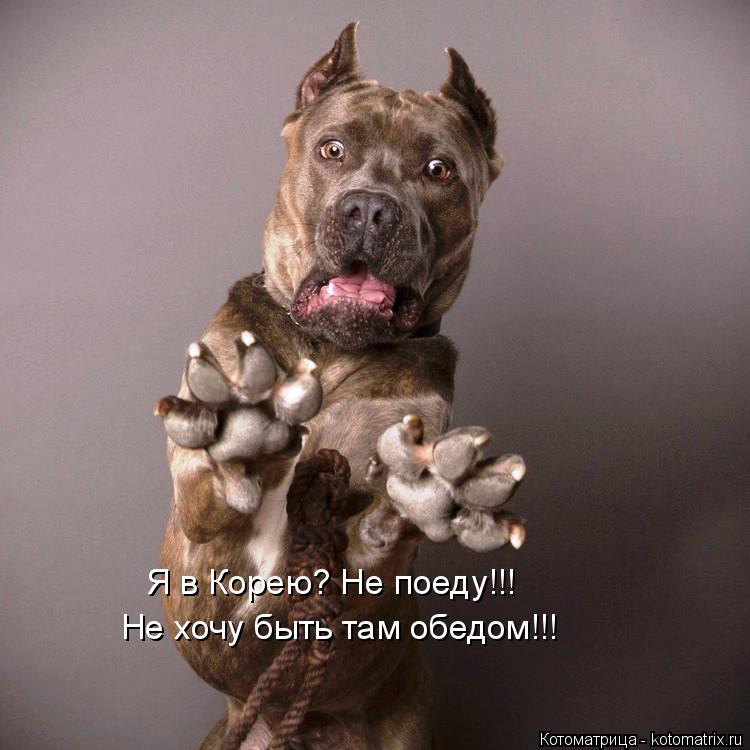 Котоматрица: Я в Корею? Не поеду!!! Не хочу быть там обедом!!!