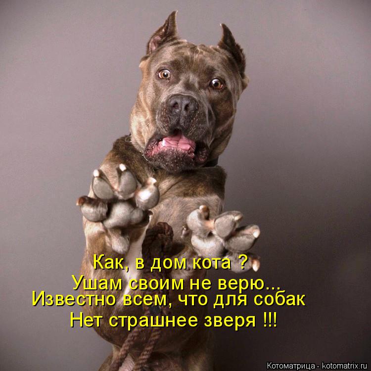 Котоматрица: Как, в дом кота ? Ушам своим не верю... Известно всем, что для собак Нет страшнее зверя !!!