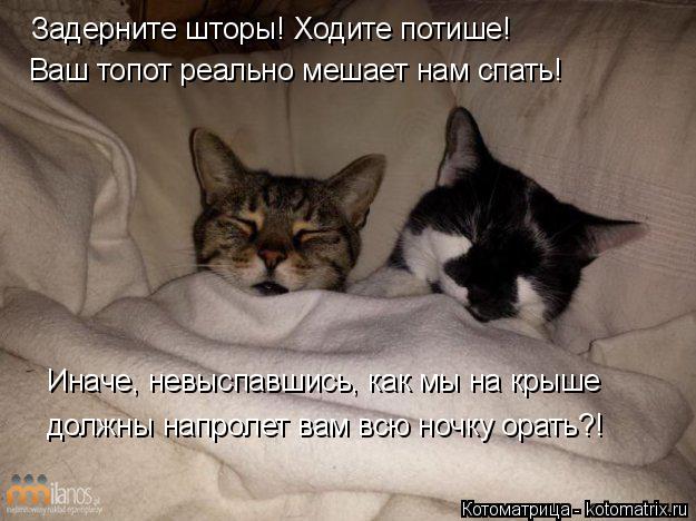 Задерните шторы! Ходите потише! Ваш топот реально мешает нам спать! Иначе, невыспавшись, как мы на кр... Котоматрица: Задерните шторы! Ходите потише! Ваш топот реально мешает нам спать! Иначе, невыспавшись, как мы на крыше должны напролет вам всю ночку орать?