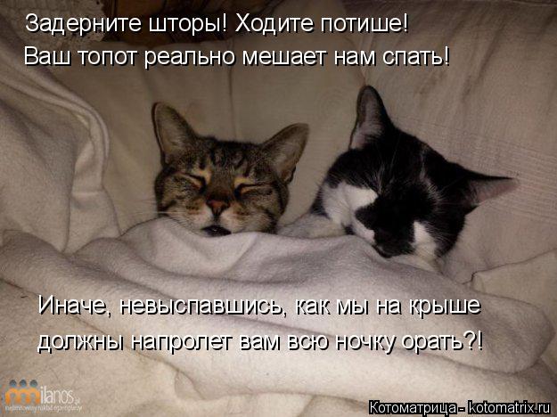 Котоматрица: Задерните шторы! Ходите потише! Ваш топот реально мешает нам спать! Иначе, невыспавшись, как мы на крыше должны напролет вам всю ночку орать?