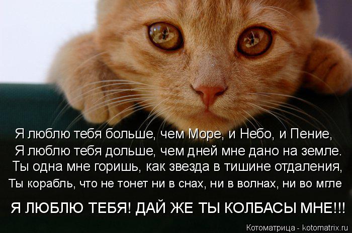 Котоматрица: Я люблю тебя больше, чем Море, и Небо, и Пение, Я люблю тебя дольше, чем дней мне дано на земле. Ты одна мне горишь, как звезда в тишине отдалени