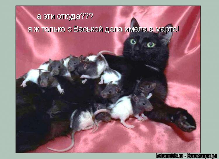 Котоматрица: а эти откуда??? я ж только с Васькой дела имела в марте!