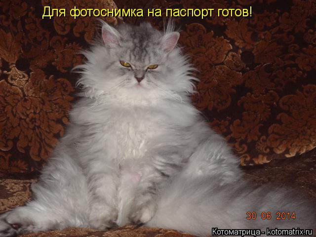 Котоматрица: Для фотоснимка на паспорт готов!