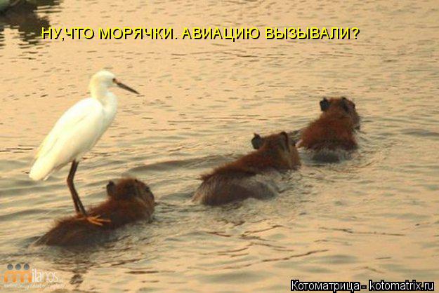 Котоматрица: НУ,ЧТО МОРЯЧКИ. АВИАЦИЮ ВЫЗЫВАЛИ?