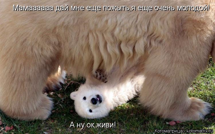 Котоматрица: Мамаааааа дай мне еще пожыть,я еще очень молодой! А ну ок,живи!