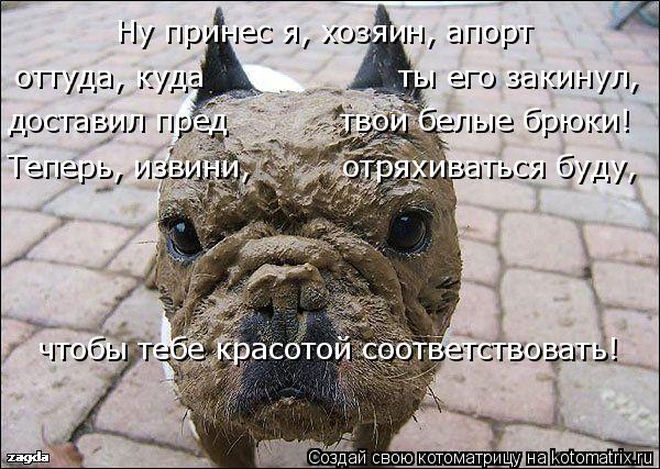 Котоматрица: Ну принес я, хозяин, апорт оттуда, куда                   ты его закинул, доставил пред           твои белые брюки!     Теперь, извини,         отряхиваться буд