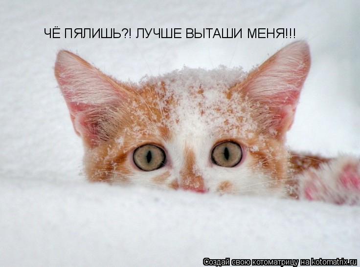 Котоматрица: ЧЁ ПЯЛИШЬ?! ЛУЧШЕ ВЫТАШИ МЕНЯ!!!