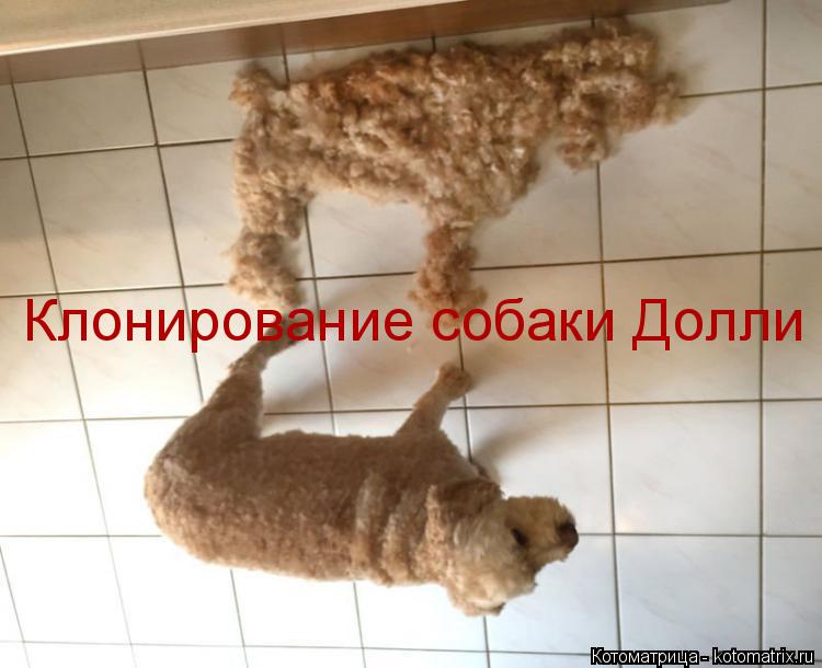 Котоматрица: Клонирование собаки Долли