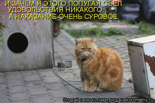 Котоматрица: И ЗАЧЕМ Я ЭТОГО ПОПУГАЯ СЪЕЛ. УДОВОЛЬСТВИЯ НИКАКОГО. А НАКАЗАНИЕ ОЧЕНЬ СУРОВОЕ.