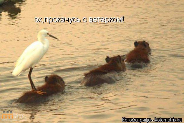 Котоматрица: эх,прокачусь с ветерком!