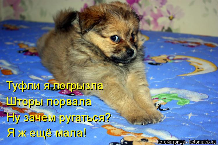 Котоматрица: Туфли я погрызла Шторы порвала Ну зачем ругаться? Я ж ещё мала!