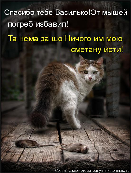 Котоматрица: Спасибо тебе,Василько!От мышей  погреб избавил! Та нема за шо!Ничого им мою  сметану исти!