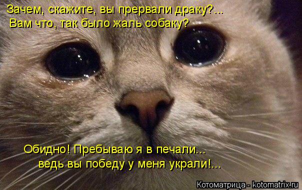 Котоматрица: Зачем, скажите, вы прервали драку?... Вам что, так было жаль собаку? Обидно! Пребываю я в печали... ведь вы победу у меня украли!...