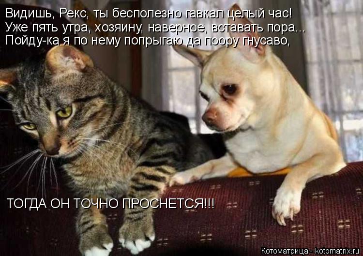 Котоматрица: Видишь, Рекс, ты бесполезно гавкал целый час! Уже пять утра, хозяину, наверное, вставать пора... Пойду-ка я по нему попрыгаю да поору гнусаво, Т