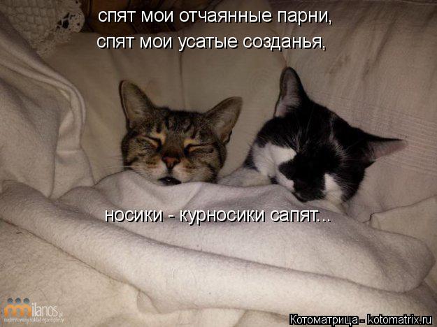 Котоматрица: спят мои отчаянные парни, спят мои усатые созданья, носики - курносики сапят...