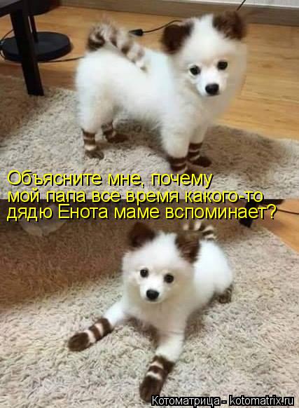 Котоматрица: Объясните мне, почему  мой папа все время какого-то дядю Енота маме вспоминает?