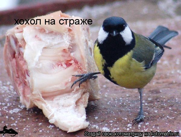 Котоматрица: хохол на страже