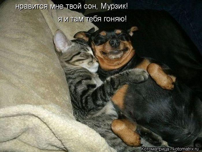 Котоматрица: нравится мне твой сон, Мурзик! я и там тебя гоняю!