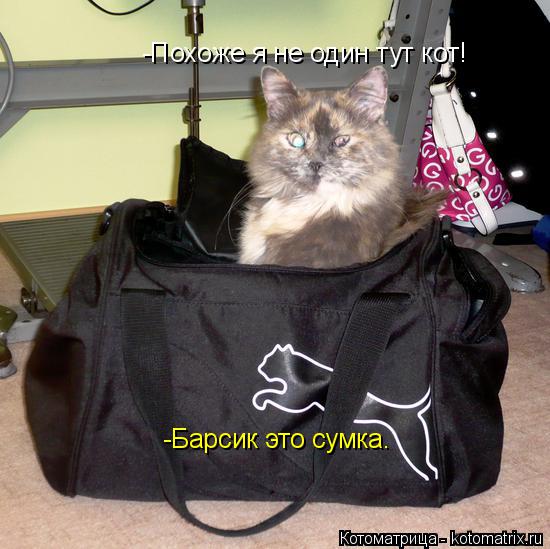 Котоматрица: -Похоже я не один тут кот! -Барсик это сумка.