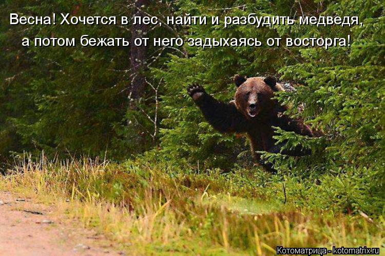 Котоматрица: Весна! Хочется в лес, найти и разбудить медведя, а потом бежать от него задыхаясь от восторга!