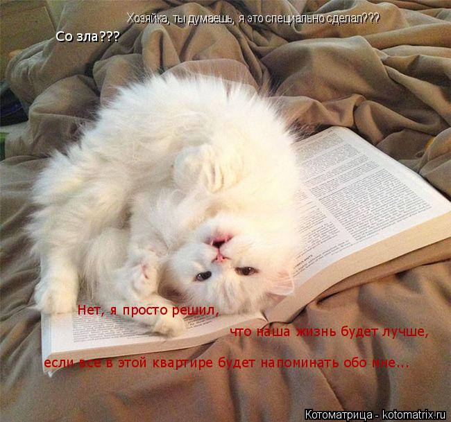 Котоматрица: Хозяйка, ты думаешь, я это специально сделал??? Нет, я просто решил, что наша жизнь будет лучше, если все в этой квартире будет напоминать обо 