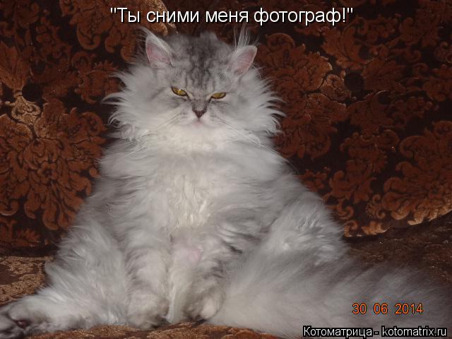 Котоматрица: "Ты сними меня фотограф!"