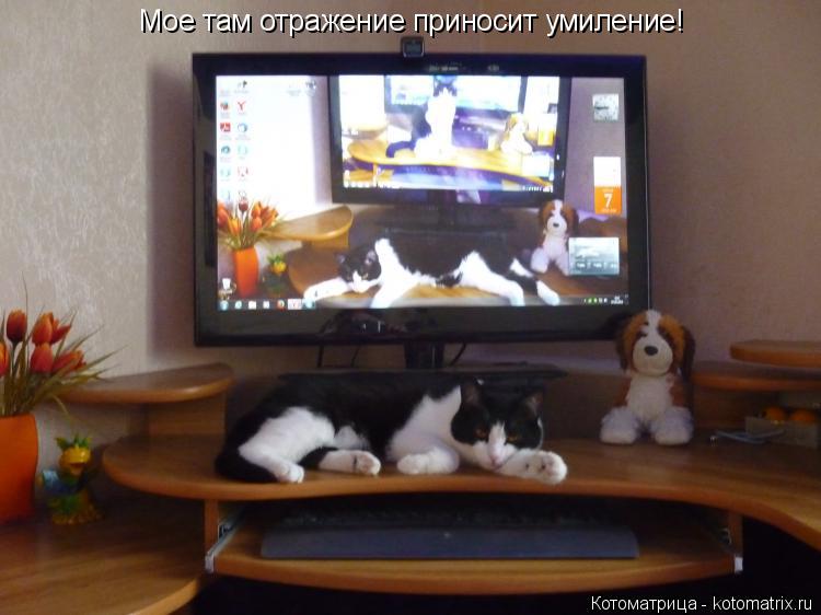 Котоматрица: Мое там отражение приносит умиление!