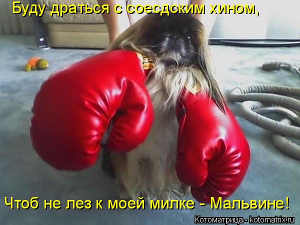Котоматрица: Буду драться с соесдским хином, Чтоб не лез к моей милке - Мальвине!